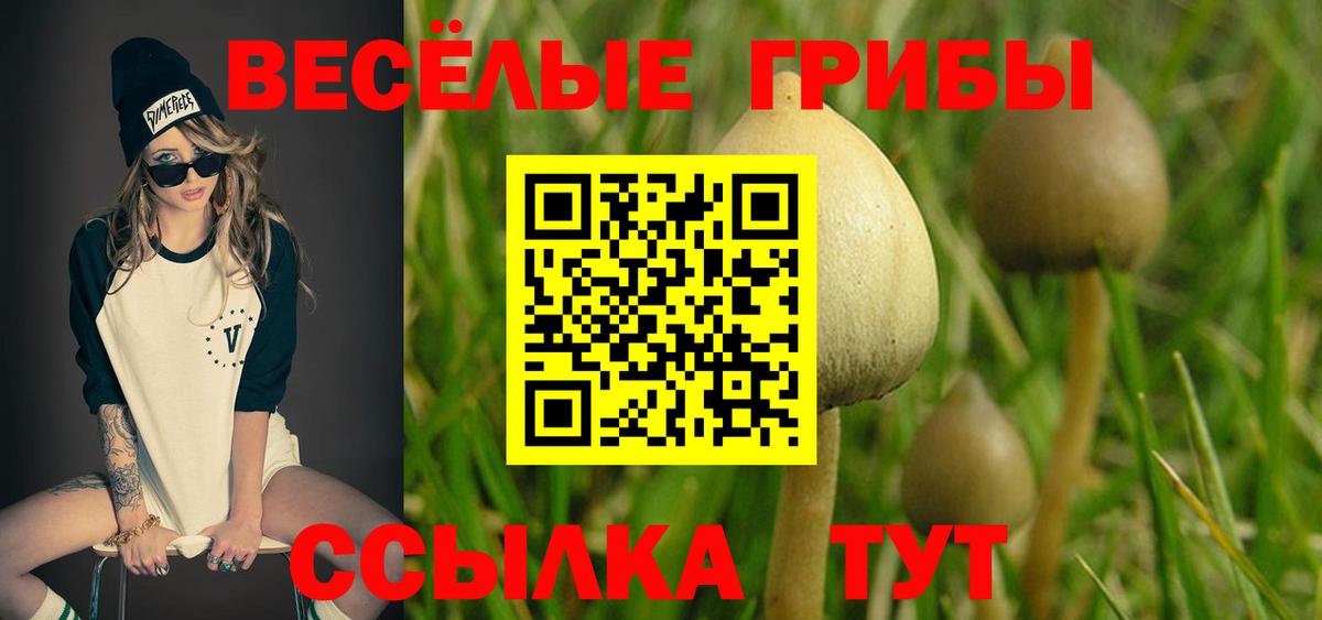 Галлюциногенные грибы Psilocybine cubensis Свободный